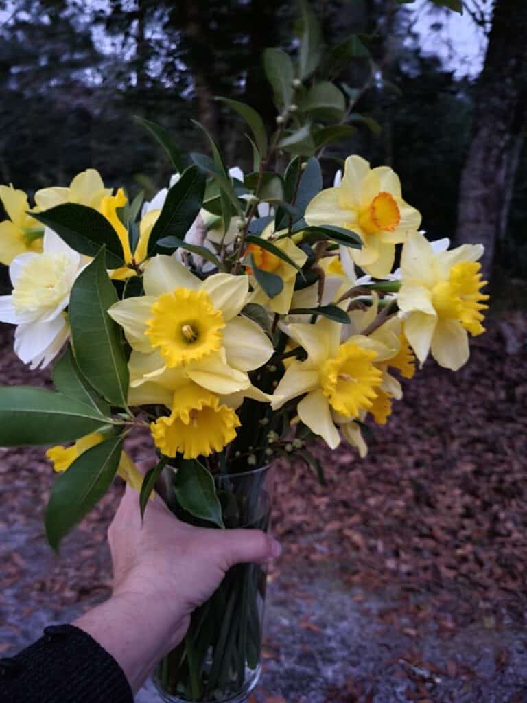 yellow daffodil bouquet