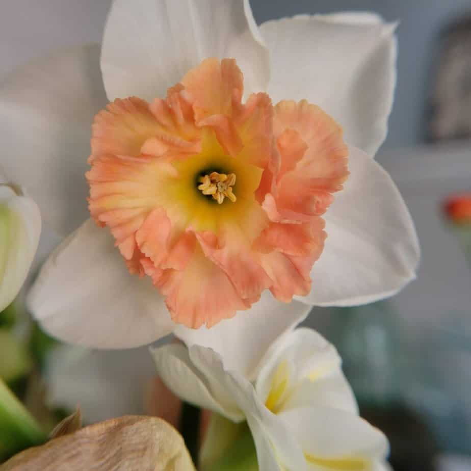 precocious daffodil close up