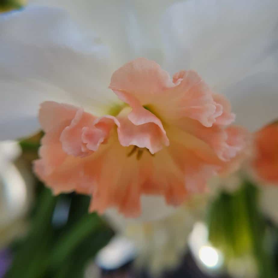 peach colored daffodil close up