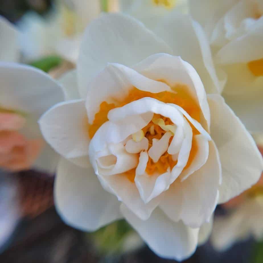 peach and white daffodil close up