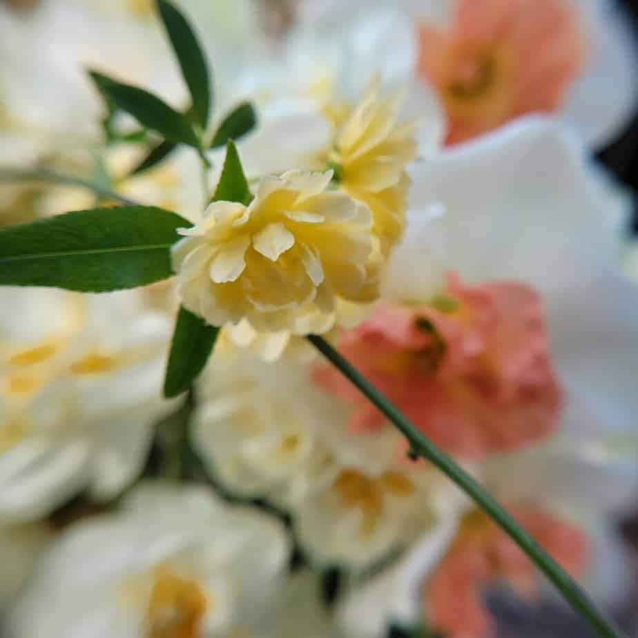 yellow lady banks rose with pink daffodil