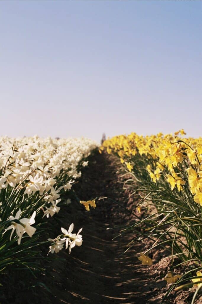 daffodils in cutting garden