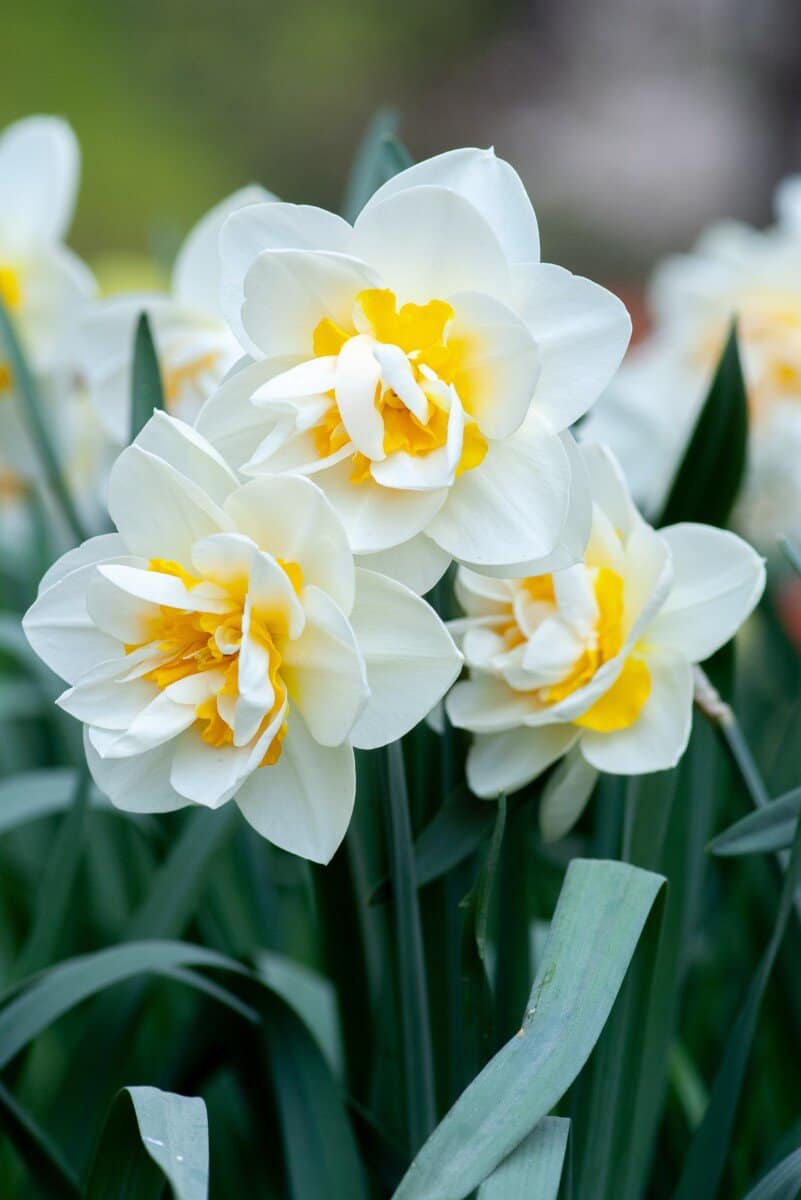 Everything You Need To Know About Daffodil Bulbs Planting