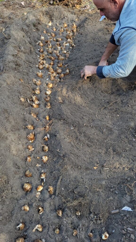 planting daffodil bulbs