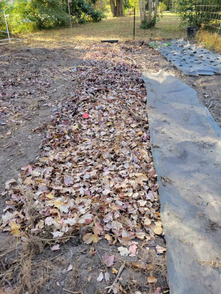 daffodil bed in cutting garden covered with leaf mulch