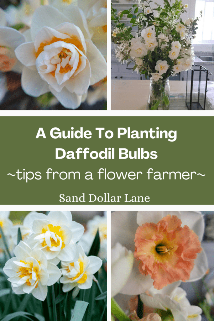 guide to planting daffodil bulbs