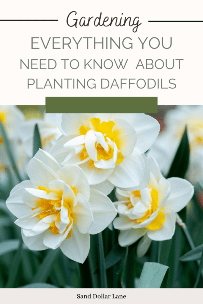 growing daffodils