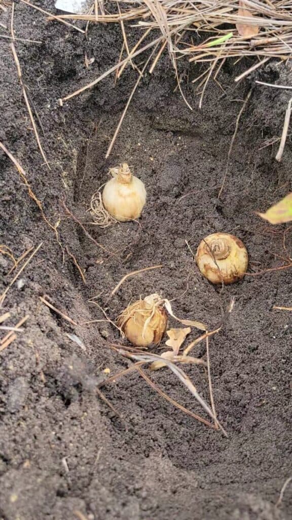 daffodil bulbs being planted