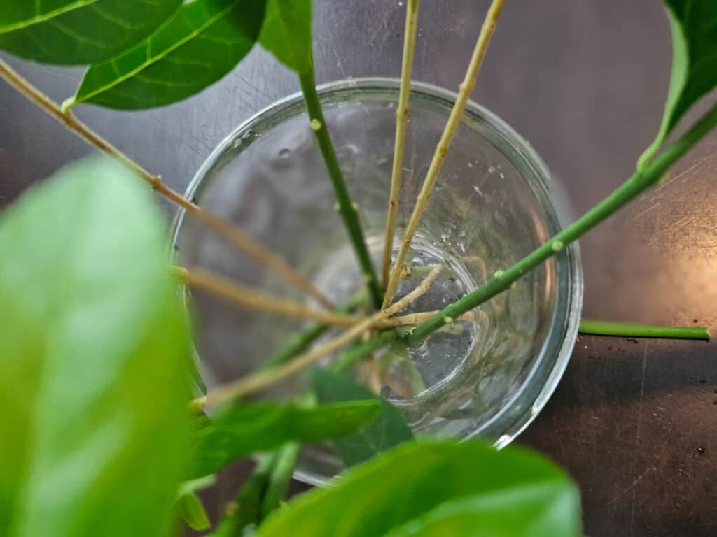 green flower stems in clear vase