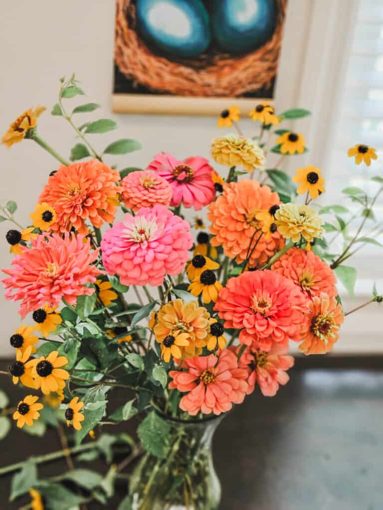 coral and salmon zinnias